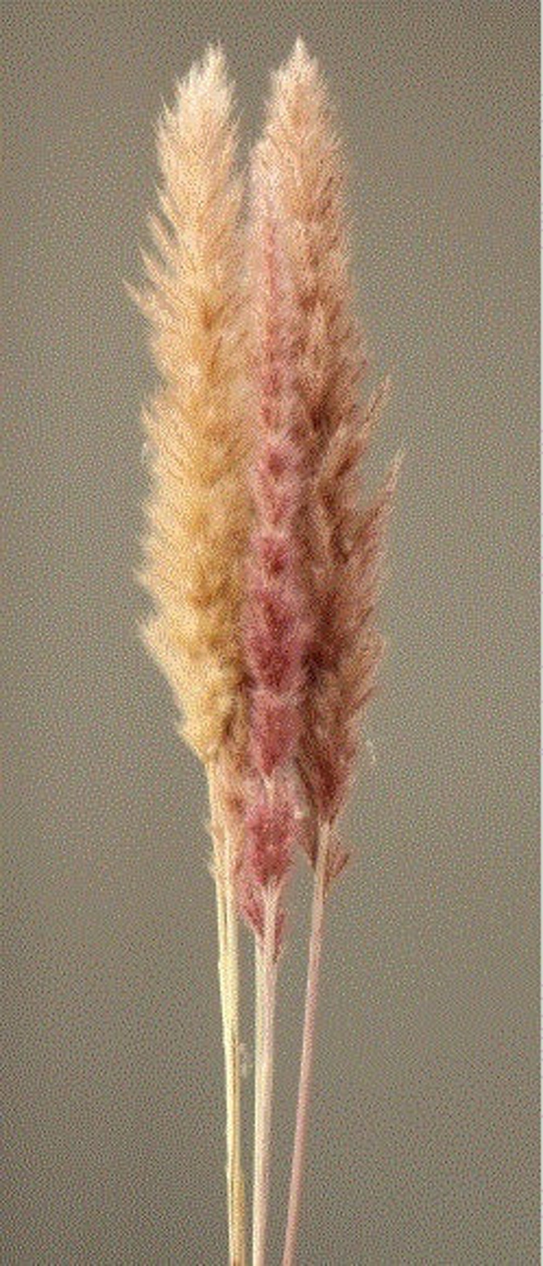 Natural Beige / Mini Tail Reed, Wholesale Reeds, DIY Floral Arrangement