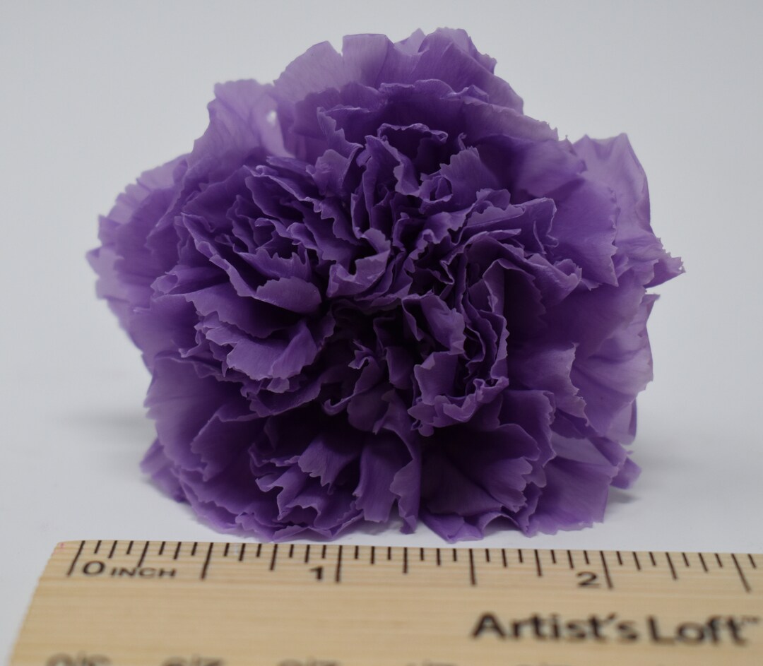 Price Reduced / Japanese Carnation Roses, Preserved Real Carnations, Lavender Purple Carnations
