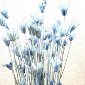 Baby Blue /  Nigella Orientalis, Wholesale Foliage , DIY Floral Arrangements, DIY Home Décor, Dried Bouquet