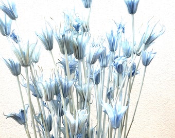 Baby Blue /  Nigella Orientalis, Wholesale Foliage , DIY Floral Arrangements, DIY Home Décor, Dried Bouquet