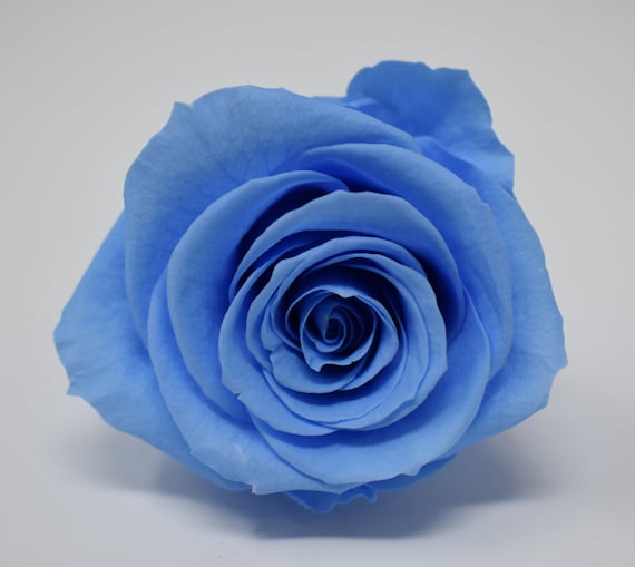 Light & Dark Blue Glitter Tinted Roses