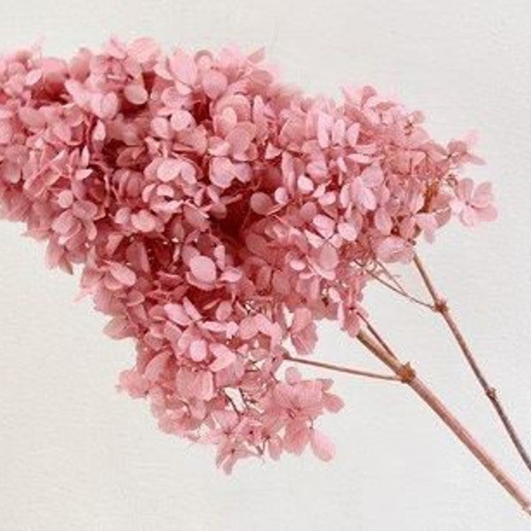 Cloud Pink / Peegee Hydrangea w/Stems, High Quality Home décor Flowers, Wholesale Flowers for DIY Floral Arrangements,