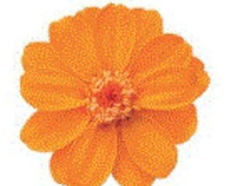 Fruity Orange Zinnia preserved flower, These preserved flowers  use in bouquets and in the formation of floral arrangements