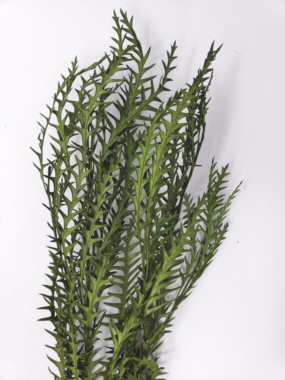 Preseved Green Grevillea Ivanhoe Preserved Leaves Pack Etsy