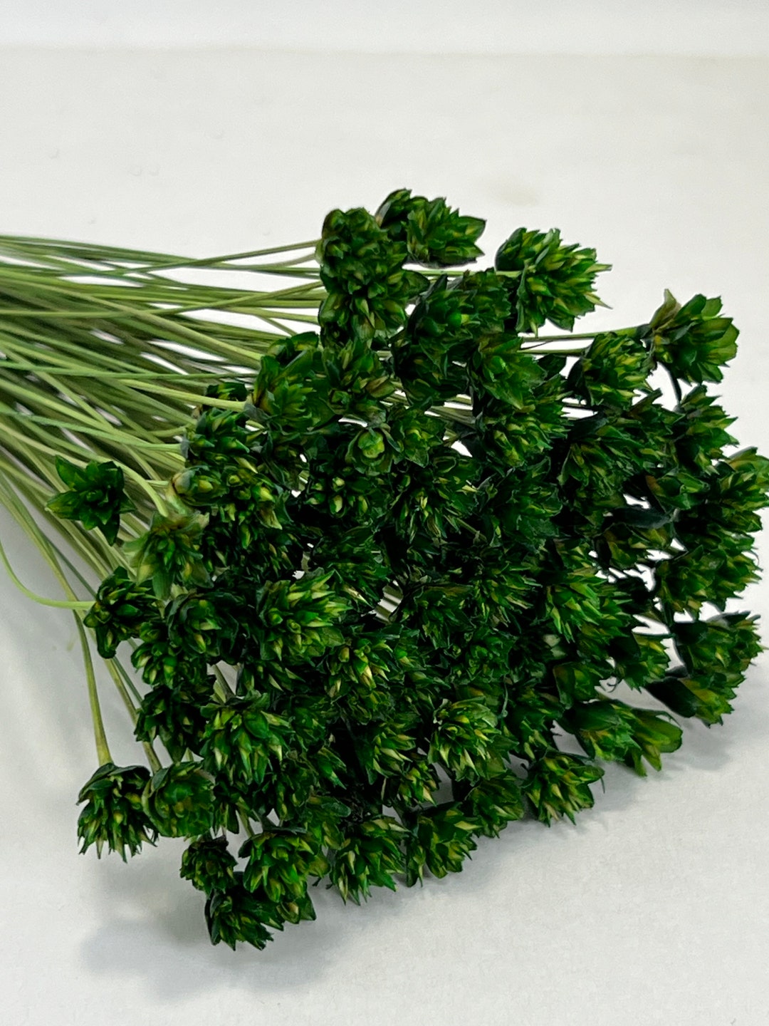 Hill Flower GREEN Dried Flower, Wholesale Foliage, DIY Floral