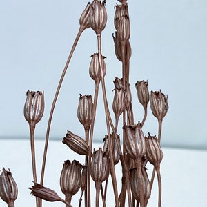 Mauve Pink / Florentiner Flower, It is a dried flower of cornflower with a unique shape like a flower. DYI floral Arrangements. image 5