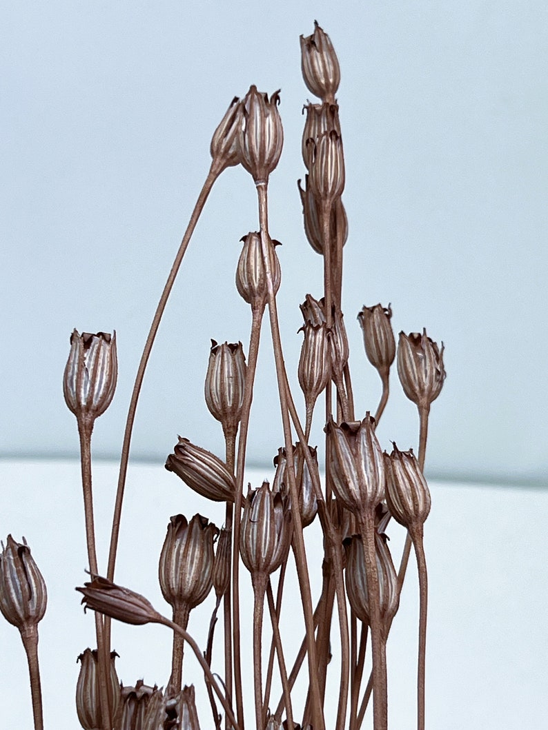 Mauve Pink / Florentiner Flower, It is a dried flower of cornflower with a unique shape like a flower. DYI floral Arrangements. image 5