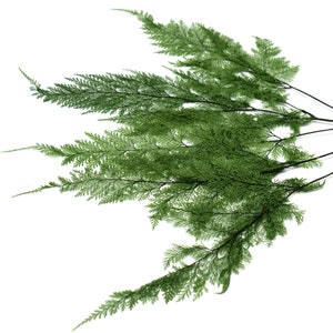 Tabalia Fern Leaf, Preserved Leaves Pack, Wholesale Foliage, DIY Floral Arrangements, DIY Home Decor, Dried Vase Bouquet image 3