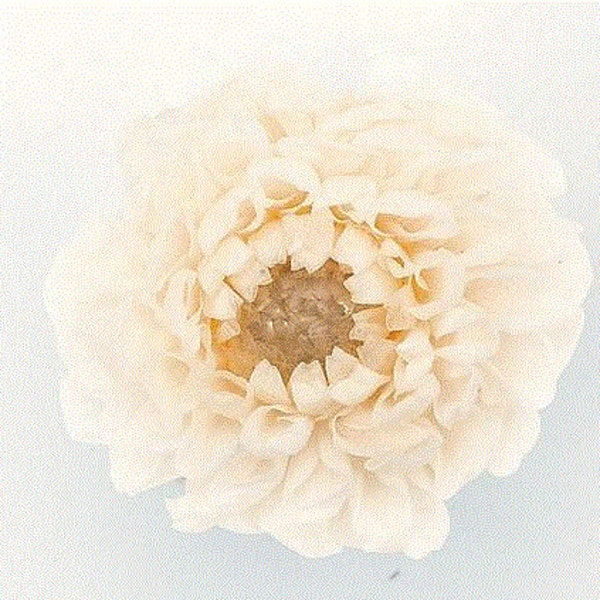 Prices Reduced / Japanese Preserved  Mini Dahlia in White Champagne, Perfect as Home Décor, DIY Flowers, Gift.