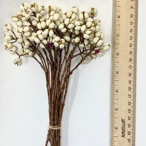 Natural Dried Chinese Tallow Tree, ideal for home décor. making bouquets and arrangements. image 6