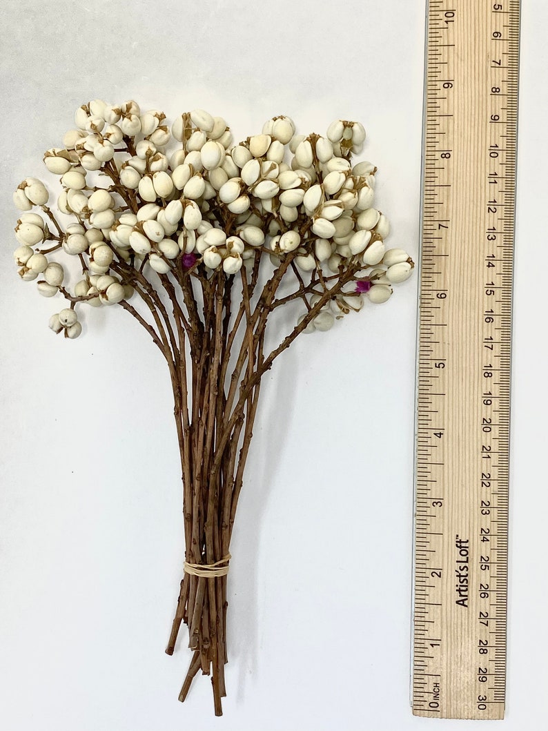 Natural Dried Chinese Tallow Tree, ideal for home décor. making bouquets and arrangements. image 6