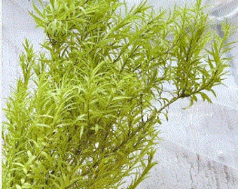 Tea Tree Preserved in Lime Green Foliage, DIY Floral Arrangements, DIY Home Décor, Festive Decor