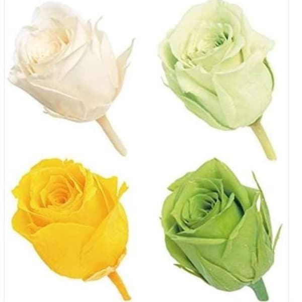 Green Mix Media Vivian Mini Roses  colors Mini Preserved Roses , Floral Arrangements, Wedding Roses, Rose Gift, Home Decor