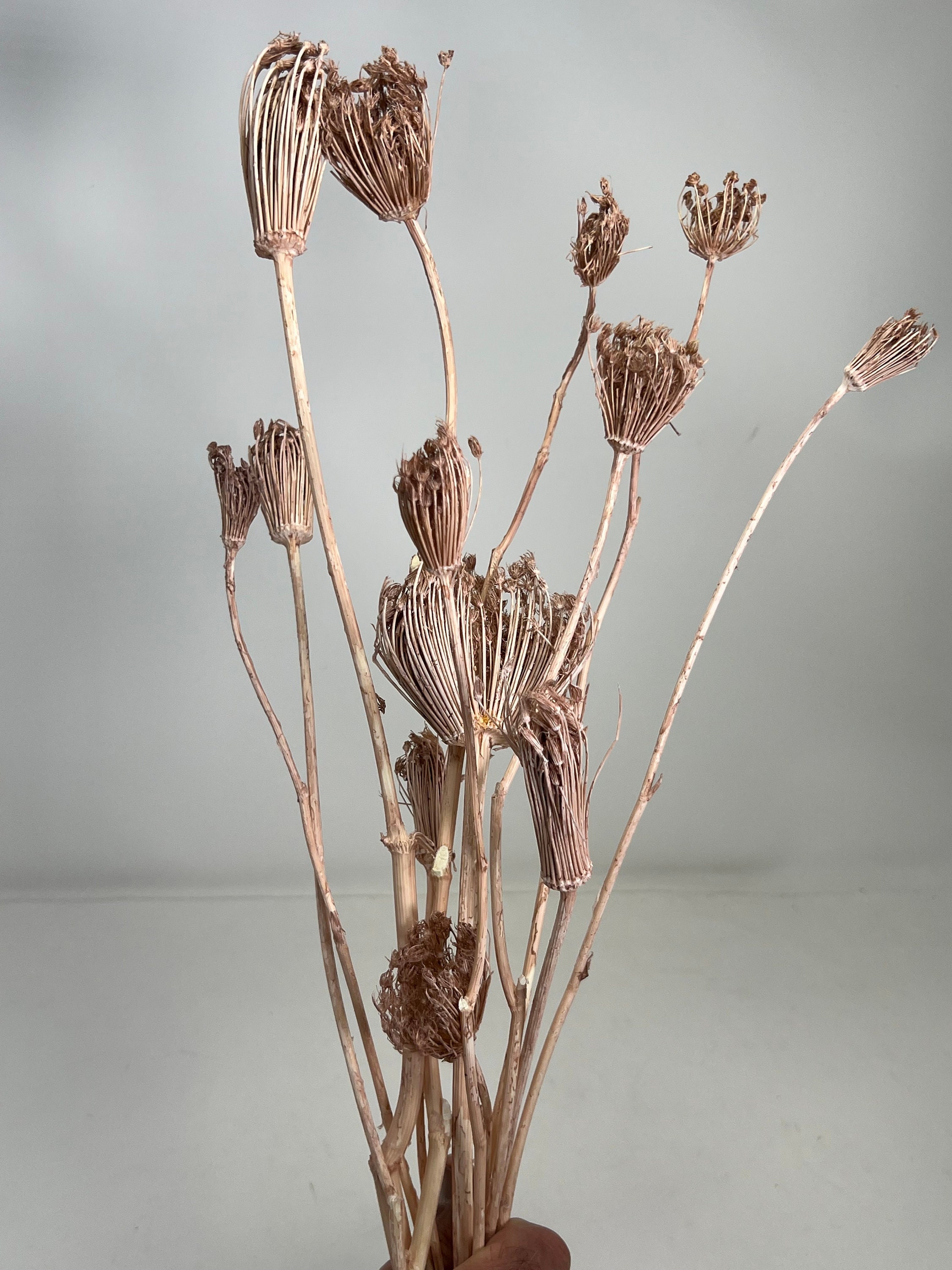 Naturally Black Seed Pod Heads-dried Flowers-flowers for Resin