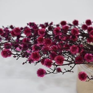 Starlinger Stawberry Color  Dried Natural Material Natural Dried Flower Interior Pre-Presa Flower, DYI floral Arrangements.
