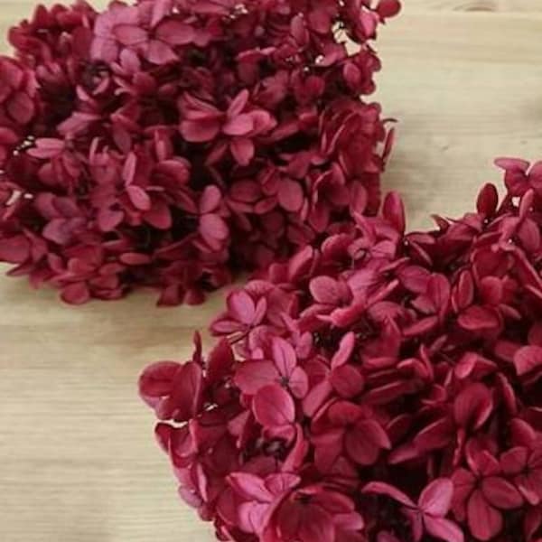 Preserved Hydrangea, Cassis Wine Hydrangea, Wholesale Flowers for DIY Floral Arrangements, High Quality Home decor Flowers,