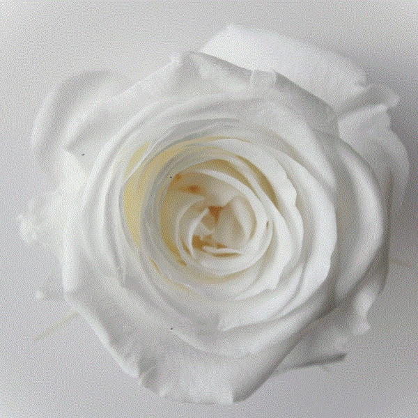 Rose Sara - Preserved Roses in Pure White color, Preserved Roses Wholesale, Floral Arrangements, Wedding Roses, Rose Gifts, Home Decor.