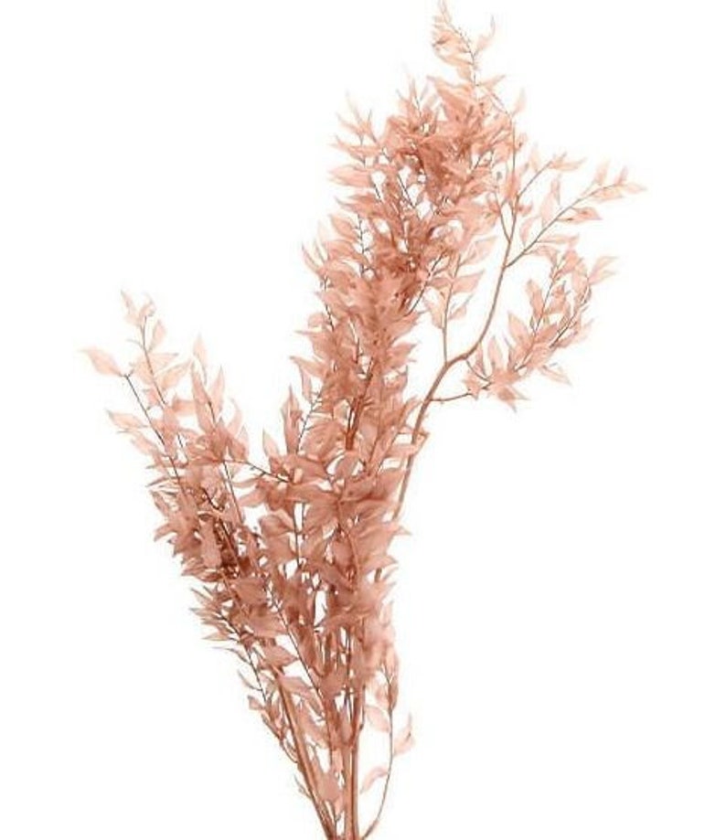 Pink Beige / Preserved Ruscus Pack, Wholesale Foliage , DIY Floral Arrangements, DIY Home Décor, Dried Vase Bouquet image 2