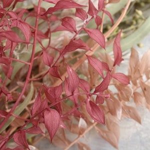 Pink Beige / Preserved Ruscus Pack, Wholesale Foliage , DIY Floral Arrangements, DIY Home Décor, Dried Vase Bouquet image 4