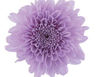 Mum Kogiku in Sweet Lilac color, Perfect as Home Décor, DIY Flowers, Gift