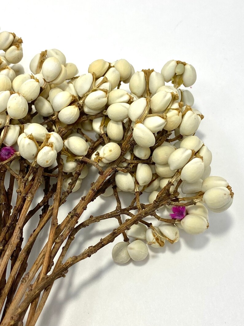 Natural Dried Chinese Tallow Tree, ideal for home décor. making bouquets and arrangements. image 5