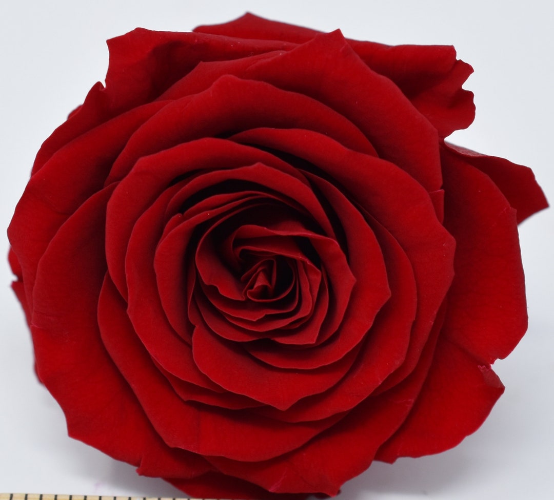 WINE RED / Large Red Roses Japanese Preserved DIY Flower Etsy