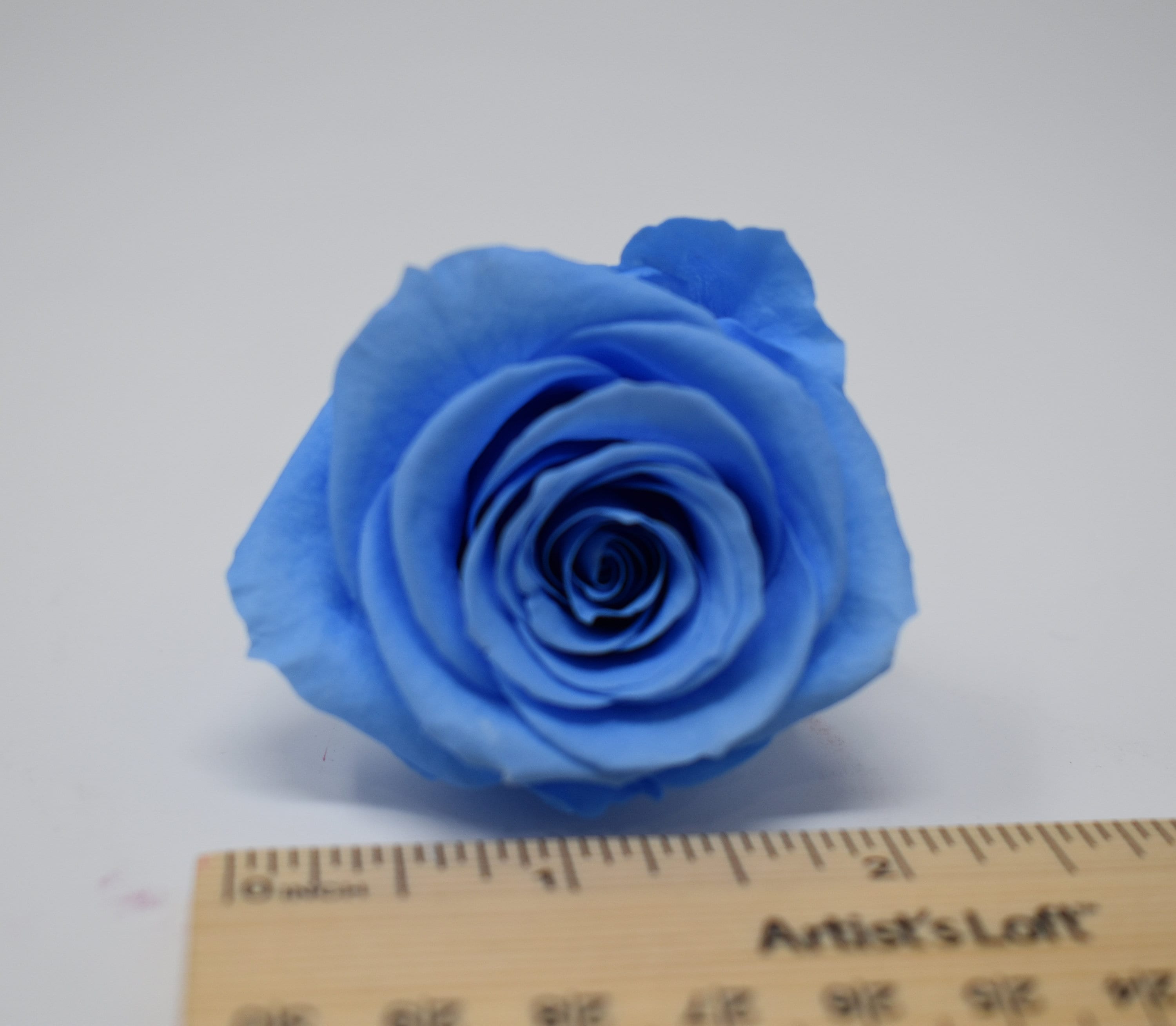 Soda Blue Preserved Flower Rose Kanon M