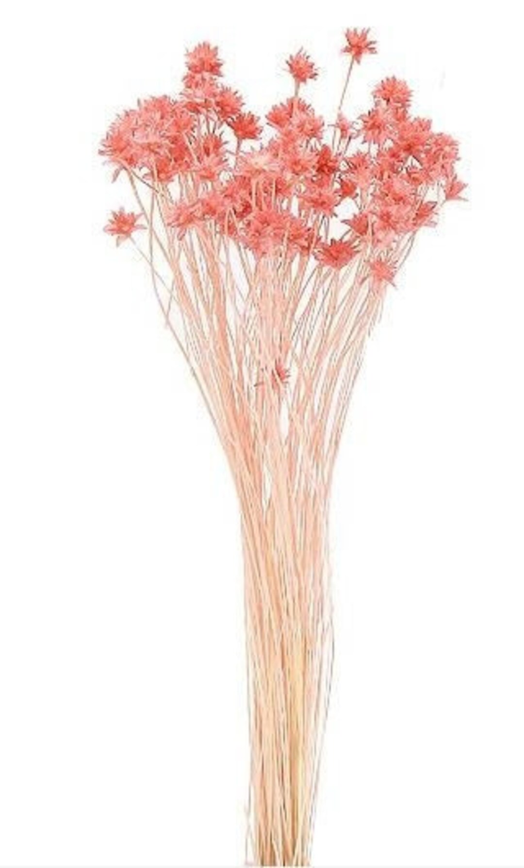 Mini Cornflower Pink Dried Flower Wholesale Foliage DIY Etsy