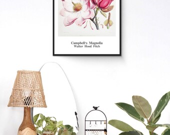 Campbell's Magnolia Poster Print