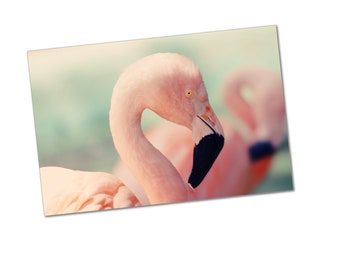 Flamingos Poster Print