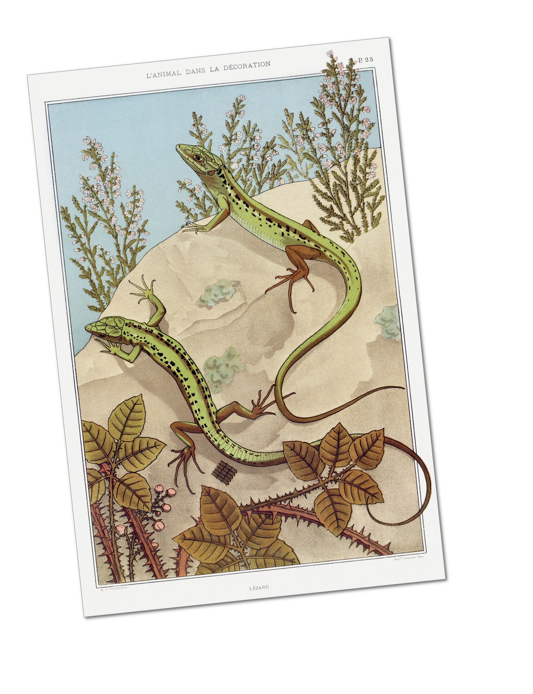 Lézard lizard by Maurice Pillard Verneuil Poster Print Etsy