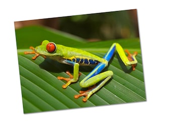Red-eyed Tree Frog Poster Print