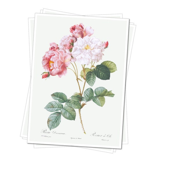 Les Roses by Pierre-Joseph Redouté - Art Poster Print - 4x6", A4, A3, A2, A1 (Multiple Designs)