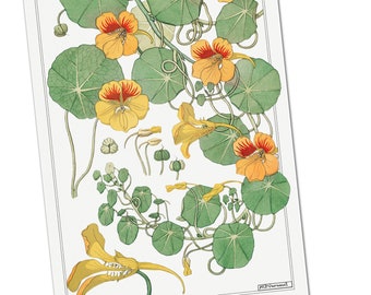 Capucine (nasturtium) by Maurice Pillard Verneuil Poster Print