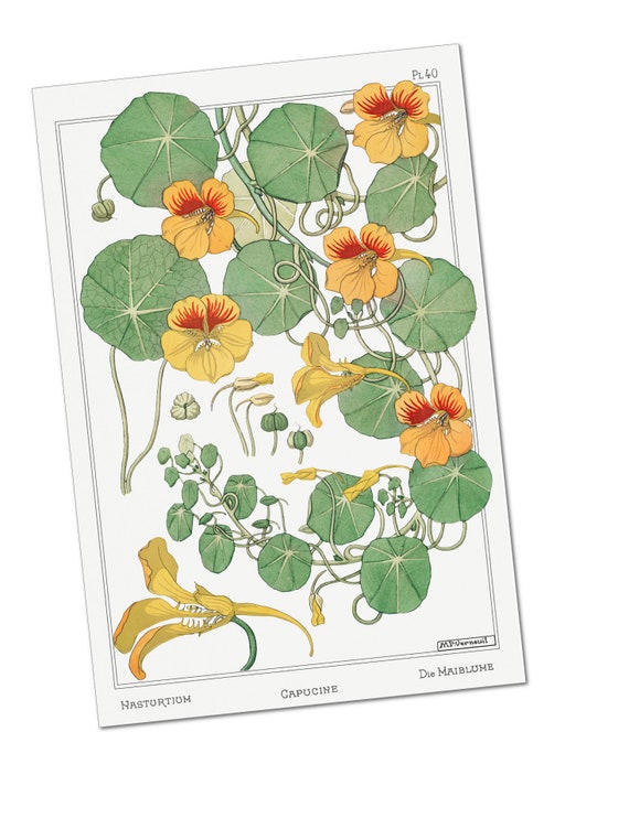 european medicinal plants Romania - 2023 Medicinal Plants
