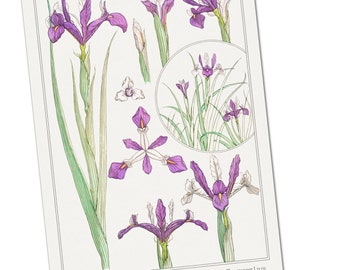 Iris Illustration by Maurice Pillard Verneuil Poster Print