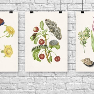 Natuurschilderijen van Maria Sibylla Merian - Set van 3 posterkunstafdrukken