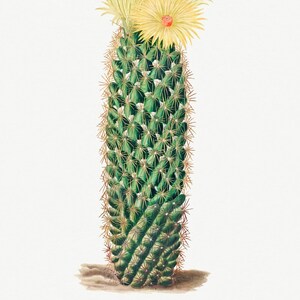 Cactus Illustrations by Charles Antoine Lemaire - Art Poster Print - A4, A3, A2, A1 (Multiple Designs)