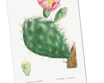 Cactus Cochenillifer Poster Print
