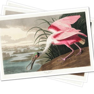 John James Audubon - The Birds of America  - Art Poster Print - 4x6&quot;, A4, A3, A2, A1 (Multiple Designs)