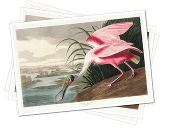John James Audubon - The Birds of America  - Art Poster Print - 4x6", A4, A3, A2, A1 (Multiple Designs)