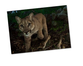 Lioness at kill site Poster Print