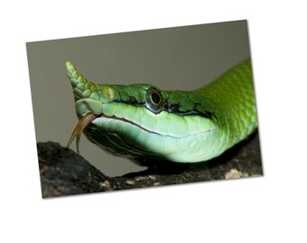 Green Snake Photo Print