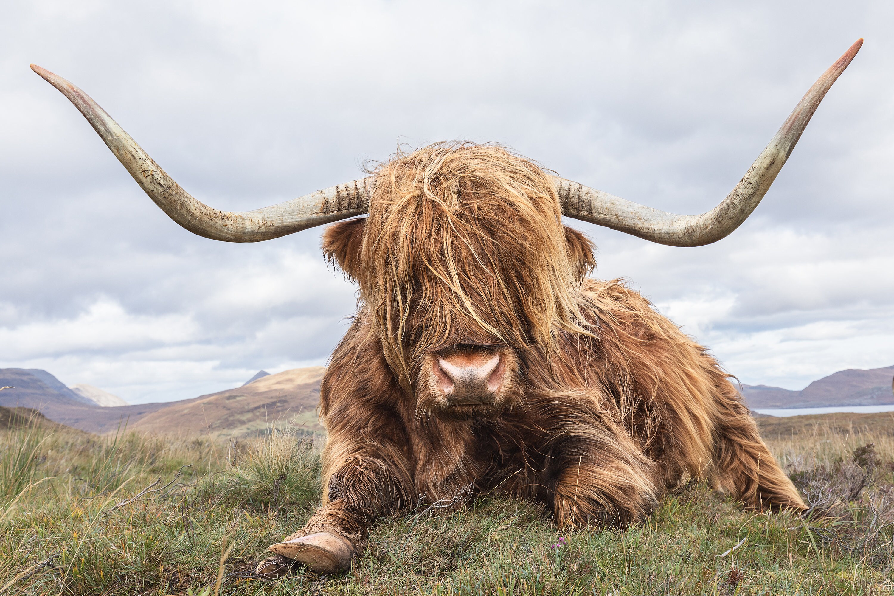 scottish highland cattle for sale north carolina scottish highland cattle for sale north carolina