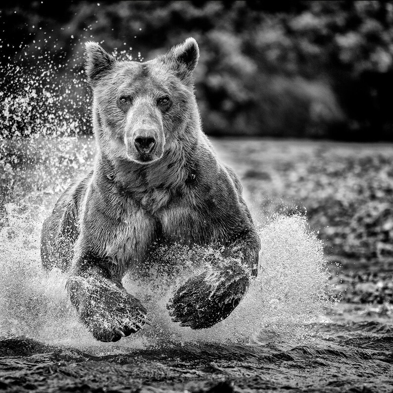 Running Bear Etsy