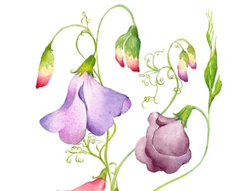 Sweet Pea - Botanical Watercolor Art Print