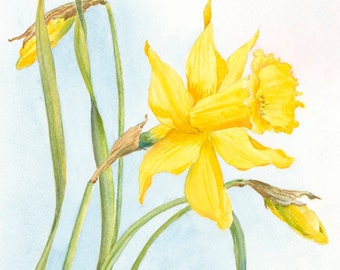Daffodils - Botanical Watercolor Art Print