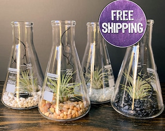 Air Plant Terrarium Kit Erlenmeyer Flask, Chemistry Gift, Plant Gifts, Science Teacher Gifts, Science Kit, Science Gifts, Terrarium Decor