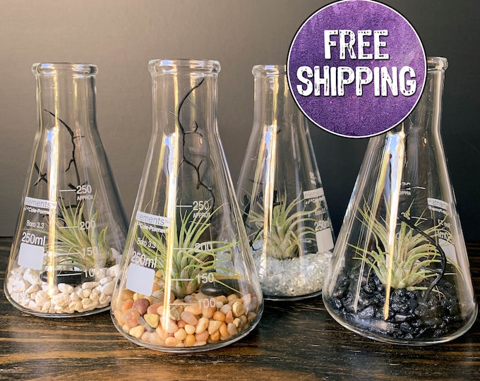 Air Plant Terrarium Kit Erlenmeyer Flask, Chemistry Gift, Plant Gifts, Science Teacher Gifts, Science Kit, Science Gifts, Terrarium Decor