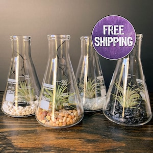 Air Plant Terrarium Kit Erlenmeyer Flask, Chemistry Gift, Plant Gifts, Science Teacher Gifts, Science Kit, Science Gifts, Terrarium Decor